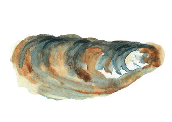 Watercolor oyster, isolated on white 