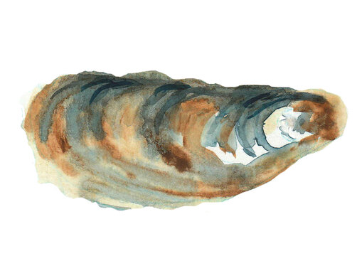 watercolor oyster shell, brown, blue, white clip art preview