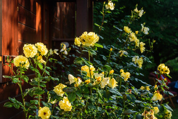 Bl&uuml;hende Rosen, gelb