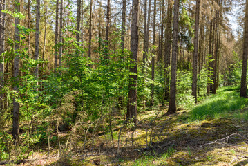 Fototapeta na wymiar Aufforstung bei Borkenkäfer befallenen Wald 
