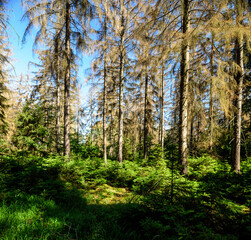 Aufforstung  bei Borkenkäfer befallenen Wald 