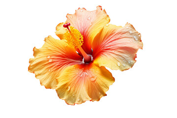 Hibiscus bloom. isolated object, transparent background