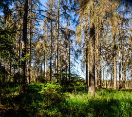 Aufforstung  bei Borkenkäfer befallenen Wald 