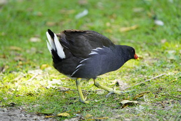 The common moorhen (Gallinula chloropus), also known as the waterhen or swamp chicken, is a bird species in the rail family (Rallidae). Hanover, Germany.
