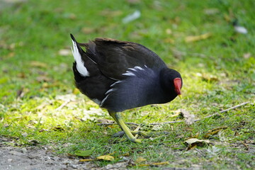 The common moorhen (Gallinula chloropus), also known as the waterhen or swamp chicken, is a bird species in the rail family (Rallidae). Hanover, Germany.
