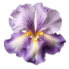 Iris flower. isolated object, transparent background
