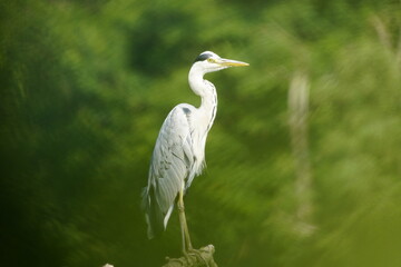 .
Gray heron (Ardea cinerea) Ardeidae family. Hanover, Germany.
