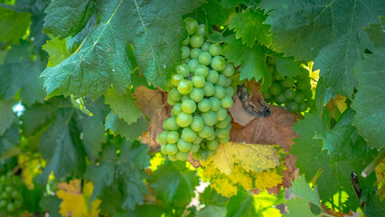 Vermentino vineyard in the locality of La Palma di Alghero in northern Sardinia.