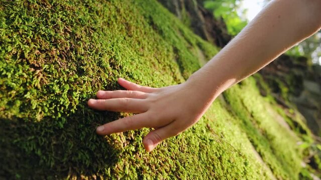 Close up of kid hand touches gently rock overgrown with green moss in dense forest at warm sunlight. Little child explore nature, connect with woods, leave no trace existence. Saving planet concept