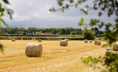 hay bales in the field