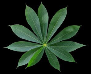 green leaves on black background