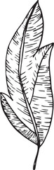 Fototapeta premium Minimalism vector branches. Graphic leaves for tattoos, invitations. black and white leaves. Set line art. Vector illustration of autumn leaves.