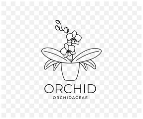 Orchid, orchidaceae, flower with leaves in a pot, linear graphic design. Plant, nature, phalaenopsis, blossom, bloom, floral and flora, vector design and illustration © artsterdam