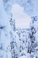 winter landscape