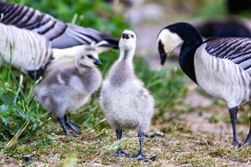 country goose branta canadensis