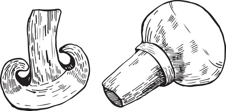 Mushrooms vector graphics. Mushrooms line art illustration. Graphic mushrooms for invitations. Mushrooms highlighted on a white background