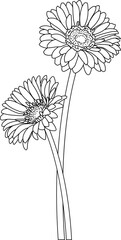 black and white Gerbera, hand drawn flower, barberton daisy, bloom, gerbera jamesonii, transvaal daisy