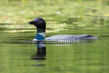 Common Loon, Gavia immer, closeup in Pemaquid Pond, Maine, on a summer morning