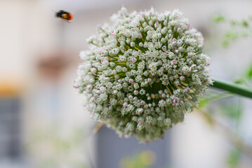 Blooming Winter Garlic in Garden