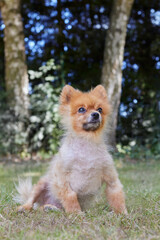 Pomeranian puppy in the grass