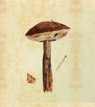 Illustration with watercolor mushroom in the style of vintage lithography