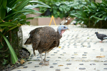 Ducks and a turkey in Bali