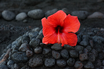 Hibiscusblüte auf schwarzem Vulkangestein auf dem Strand der Vulkaninsel Stromboli.