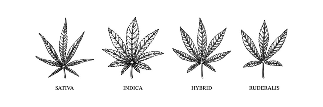 Cannabis indica, sativa, hybrid and ruderalis. Different types of weed. Hand drawn vector illustration in sketch style