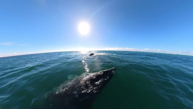 View of gray whale floated to ocean surface in Laguna Ojo de Liebre, Guerrero Negro, Baja California Sur, Mexico