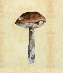 Illustration with watercolor mushroom in the style of vintage lithography