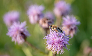Close-up of a bumblebee on a purple thistle flower (Bombus terrestris) spear thistle flower...