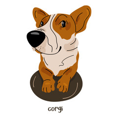 Cute happy corgi puppy. Vector flat illustration of corgi dog breed in cartoon style.
