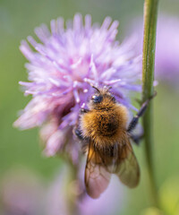 Close-up of a bumblebee on a purple thistle flower (Bombus terrestris) spear thistle flower collecting nectar in summer