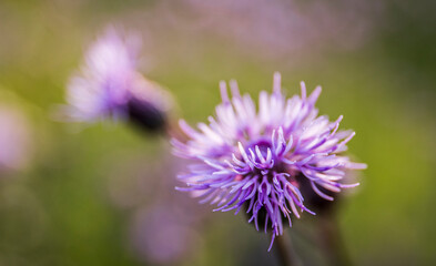 Blessed milk thistle flowers, close up. Silybum marianum herbal remedy plant, Saint Mary's Thistle, Marian Scotch thistle, Mary Thistle, Cardus marianus blossom