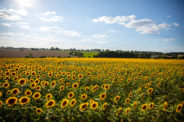 Champ de fleurs de tournesol en été dans la campagne en France.