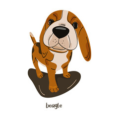 Cute beagle puppy in flat cartoon style. Dog breed vector illustration