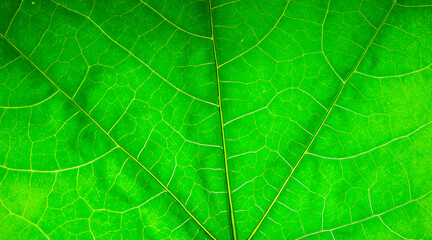 The surface of the leaf