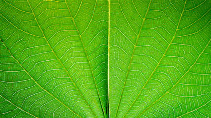 The surface of the leaf