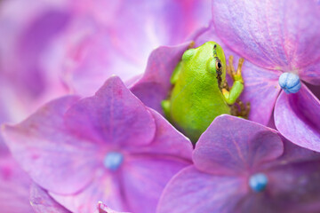 green frog on a hydrangea