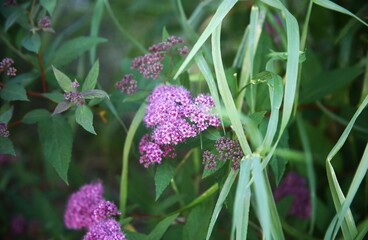 Close up purple flowers in the garden
