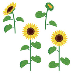茎と葉がついたひまわり素材