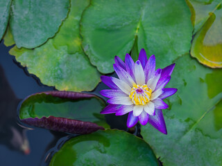 Close-up Purple and White Waterlily