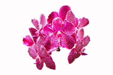 Inflorescence Pink orchid Miltonopsis bunch flower. Highlights is fragrance. Flowering and giving beautiful colors small. Suitable for planting them in house. Isolated on white background