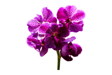 Purple orchid Vanda bunch flower Ascocenda. abbreviated as Ascda in horticultural trade. Inflorescences on sides of stems, alternating with leaves green. Isolated on cut out PNG.