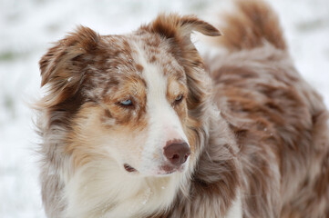 Australian Shepherd Portrait
