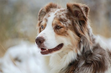 Australian Shepherd Portrait