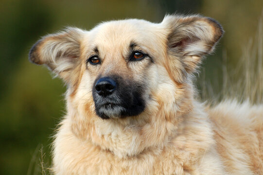 Harzer Fuchs Hund Portrait