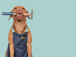 Cute brown dog, apron and hammer. Close-up, indoors. Studio shot. Congratulations for family,...