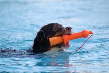 Australian Shepherd im Wasser