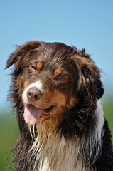 Australian Shepherd Portrait